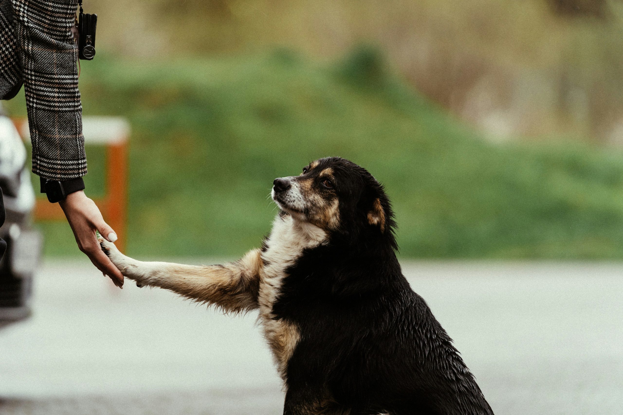 Infographic showing benefits of hand targeting for dogs