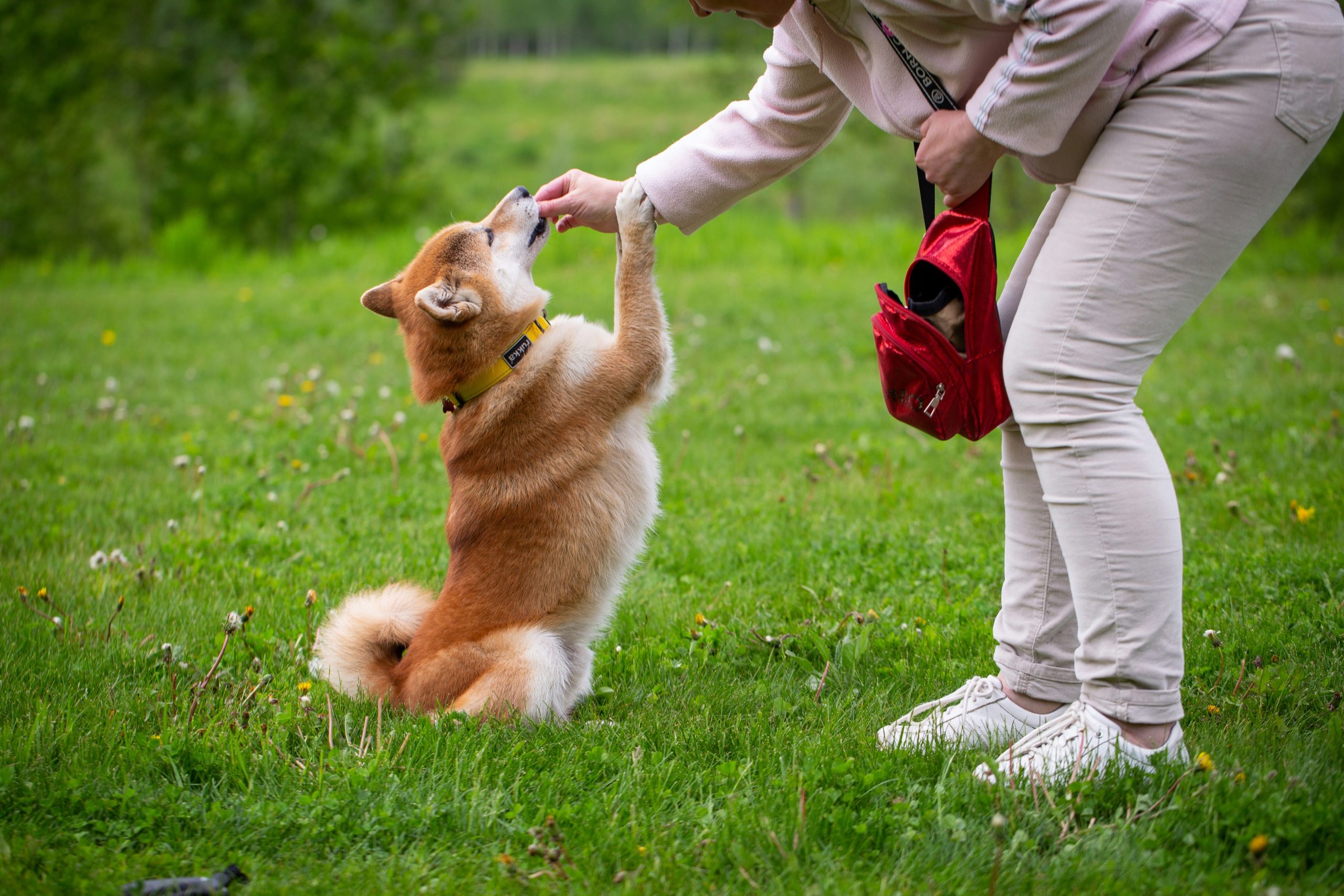 Infographic showing tips for successful hand targeting with puppies.