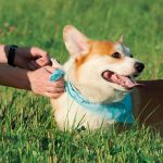 Mastering Dog Hand Target Commands: A Step-by-Step Guide to Target Training