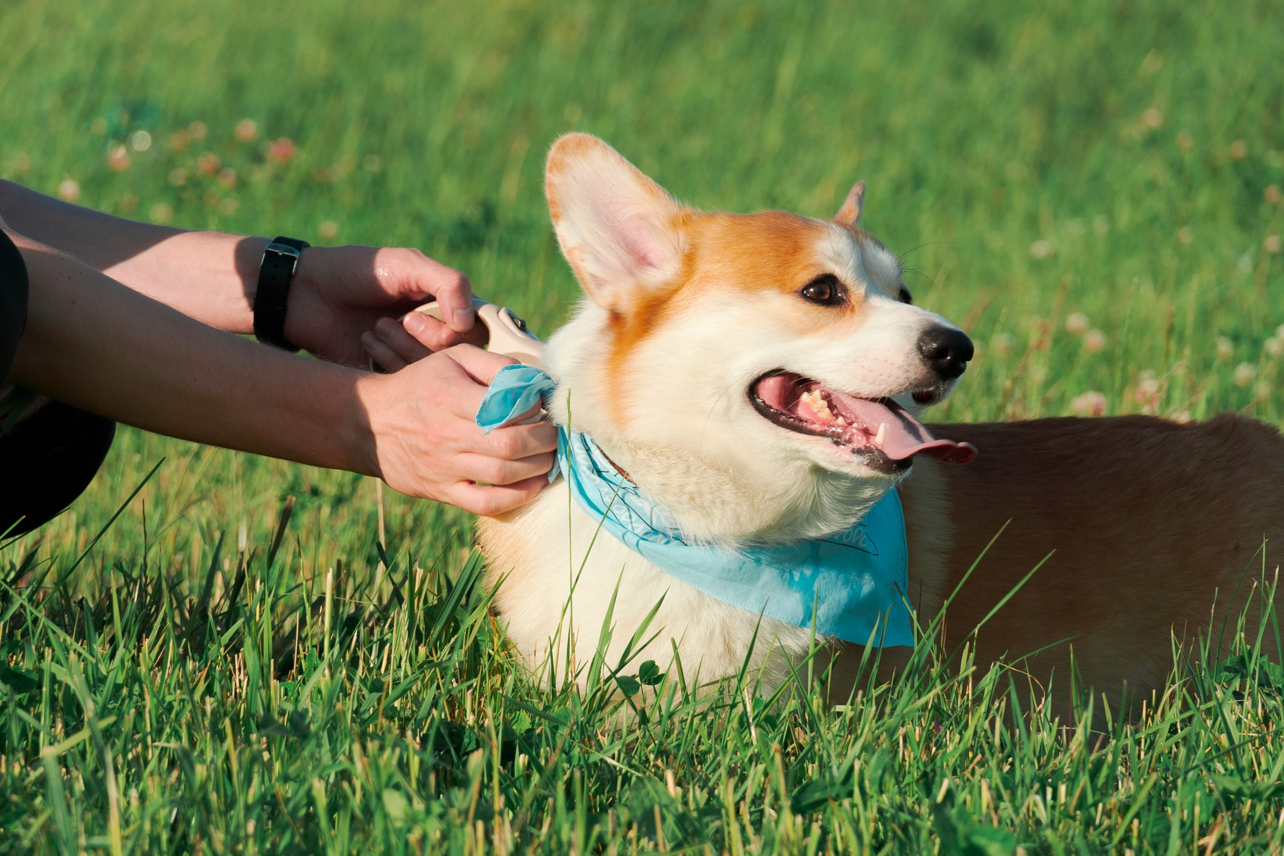 Mastering Dog Hand Target Commands: A Step-by-Step Guide to Target Training