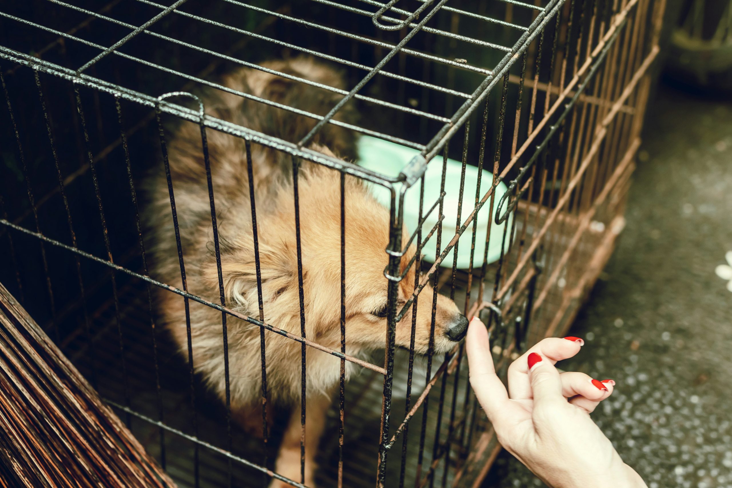 Mastering Dog Object Recognition: A Guide to Effective Target Training