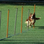 Mastering Object Discrimination Exercises: The Ultimate Guide to Target Training Your Pet
