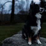 Mastering Unique Dog Tricks Through Target Training: The Ultimate Guide