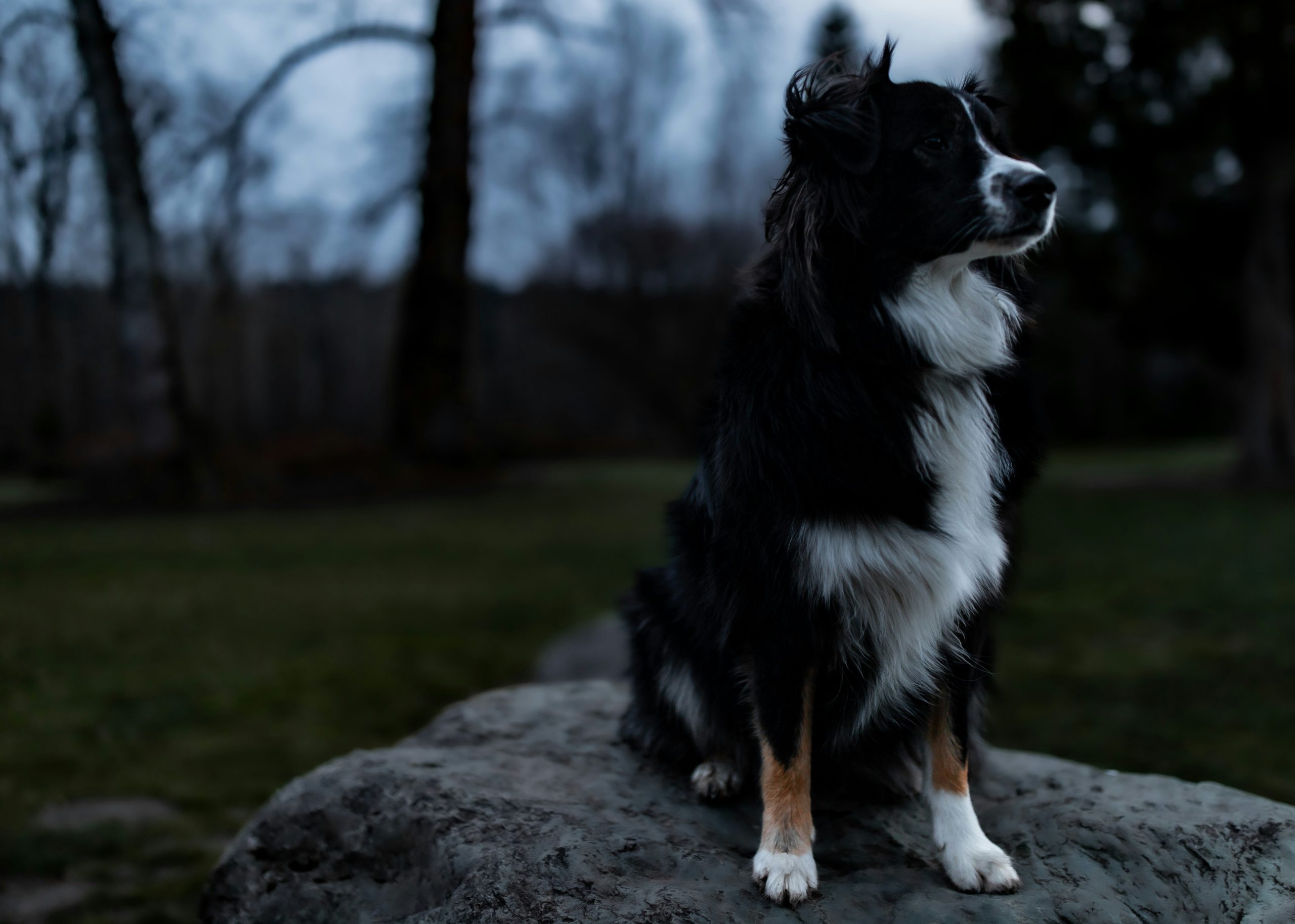 Mastering Unique Dog Tricks Through Target Training: The Ultimate Guide