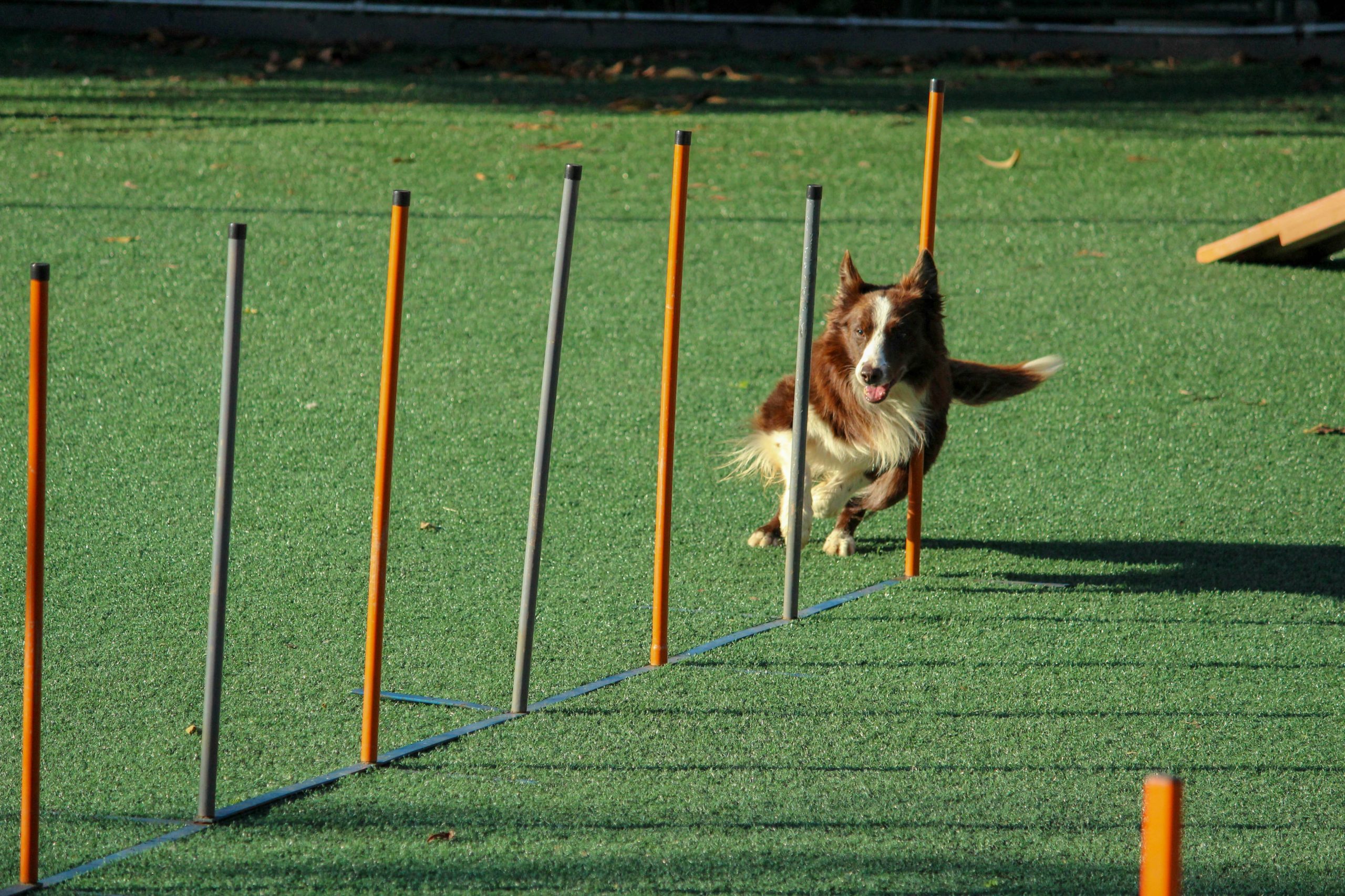 Photo comparison of Max behaving calmly after hand targeting training