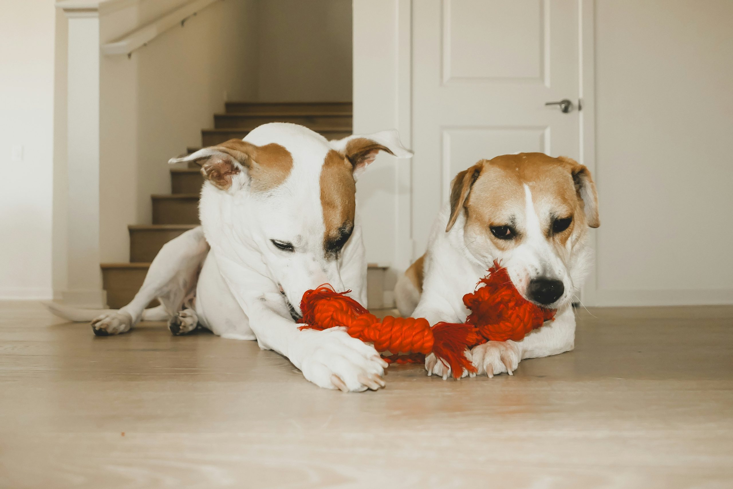 Smiling dog sitting beside selected toy