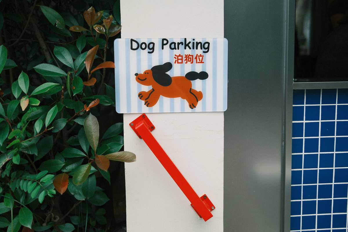 A dog choosing between two objects during target training.
