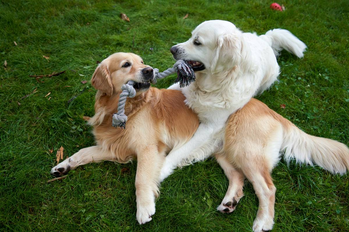 A dog learning to touch a target stick during training.