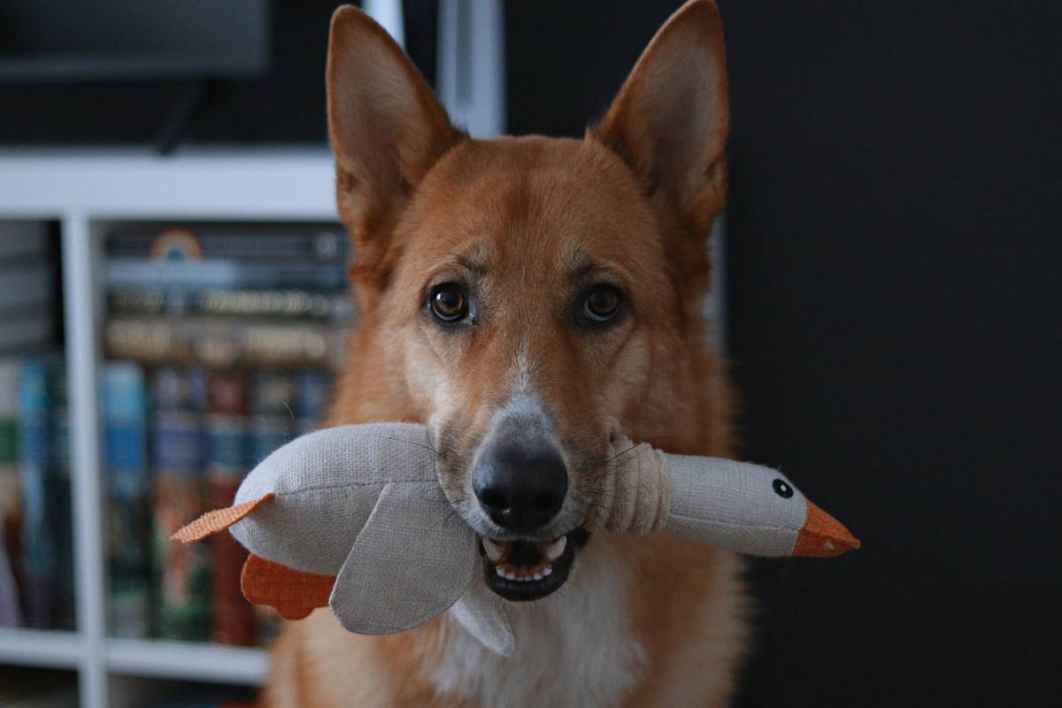 A dog performing an object discrimination trick with two colored balls.