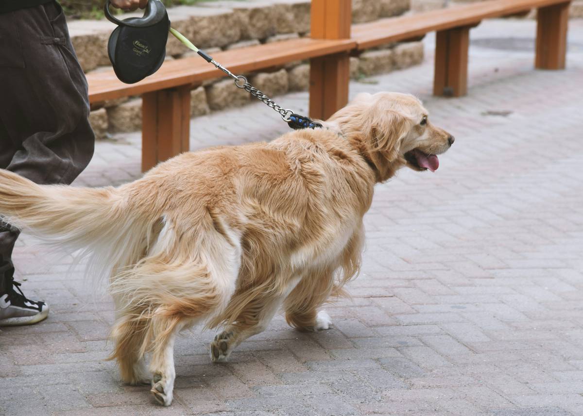 A golden retriever learning to identify objects during a training session