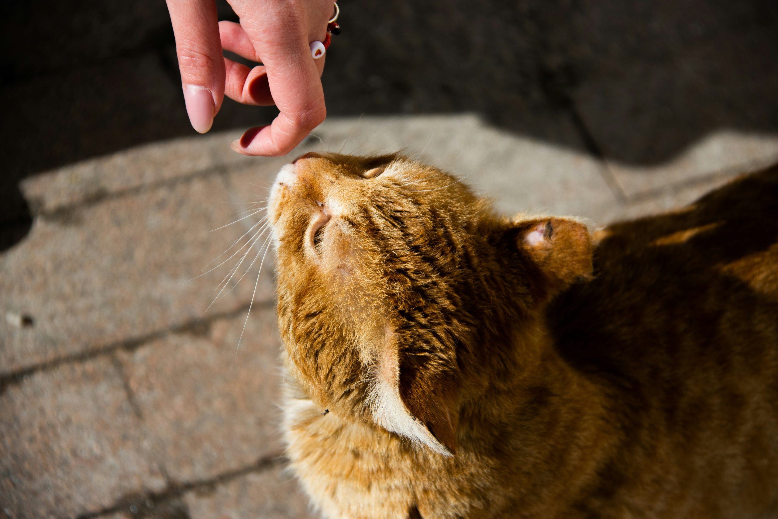A golden retriever touching its nose to a trainer's outstretched palm