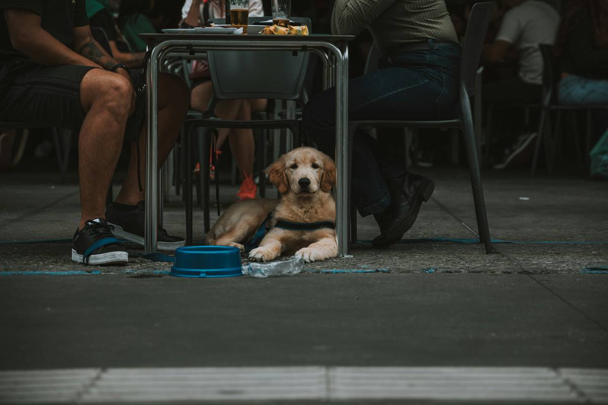 A shy dog gently touching an outstretched hand.