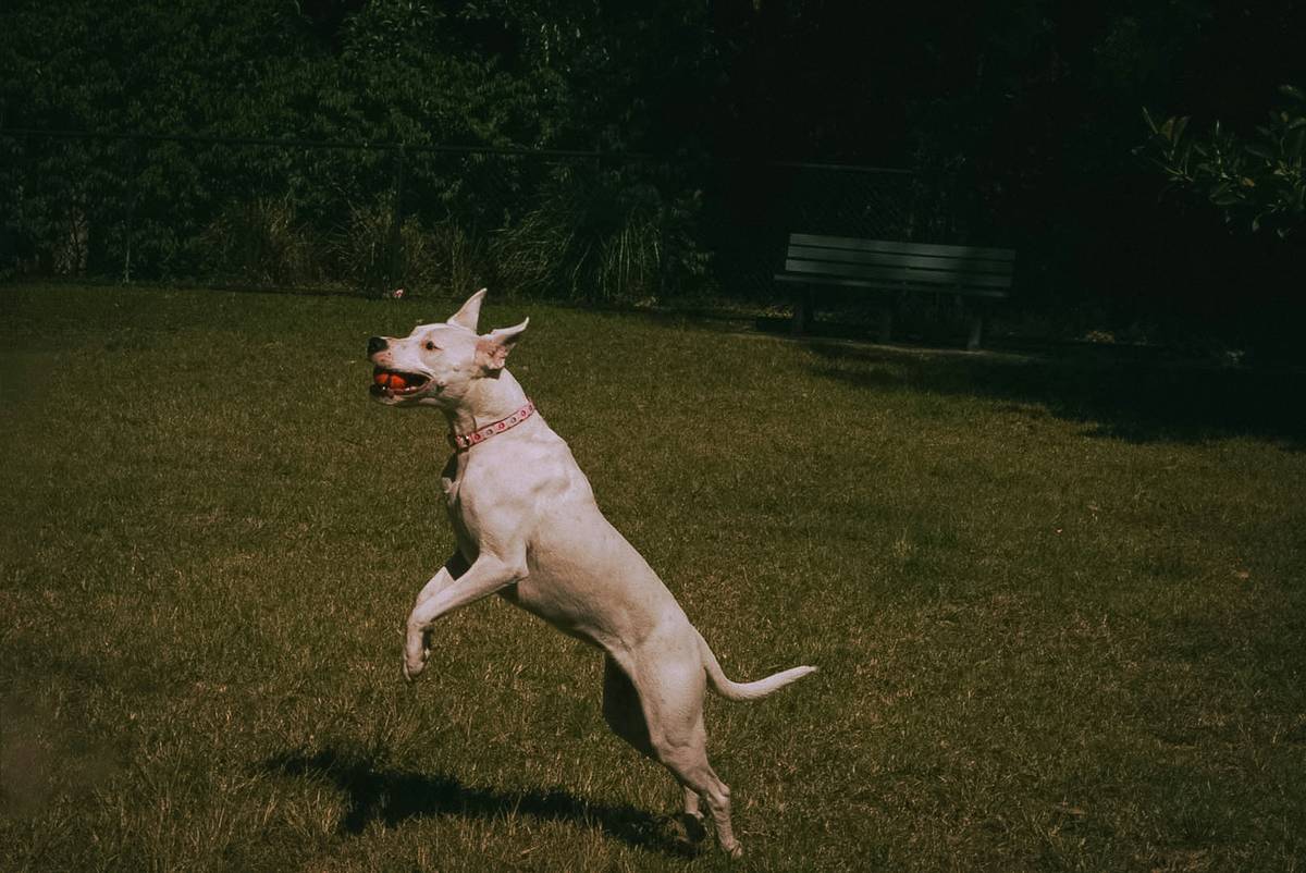 A small dog performing a backflip outdoors.