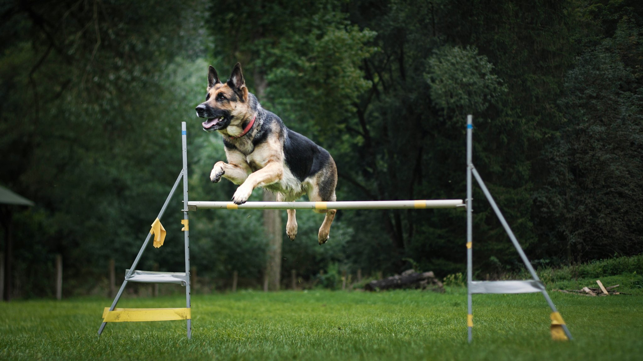 A trainer guiding a dog to touch a target stick