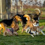 Dog Trick Progression: Mastering Target Training for a Well-Behaved Pup