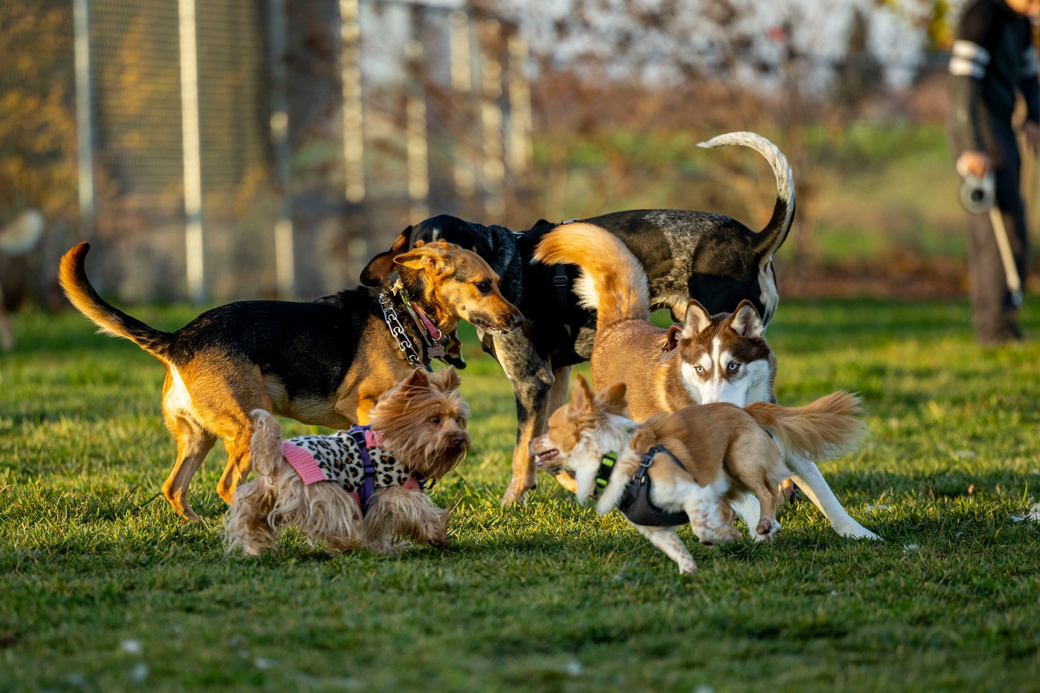 Dog Trick Progression: Mastering Target Training for a Well-Behaved Pup