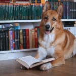 Mastering Complex Dog Tricks: The Ultimate Guide to Target Training