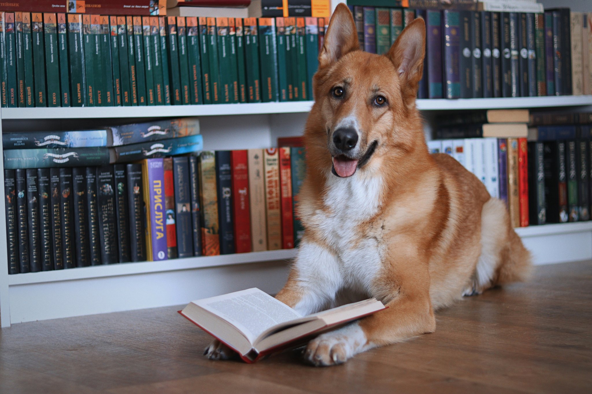 Mastering Complex Dog Tricks: The Ultimate Guide to Target Training