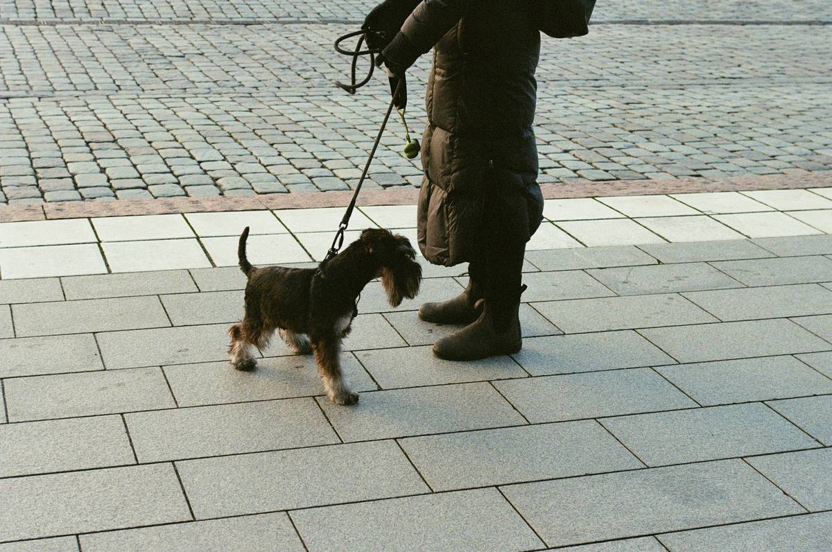 Mastering Hand Targeting for Obedience: The Ultimate Guide to Training Your Pet