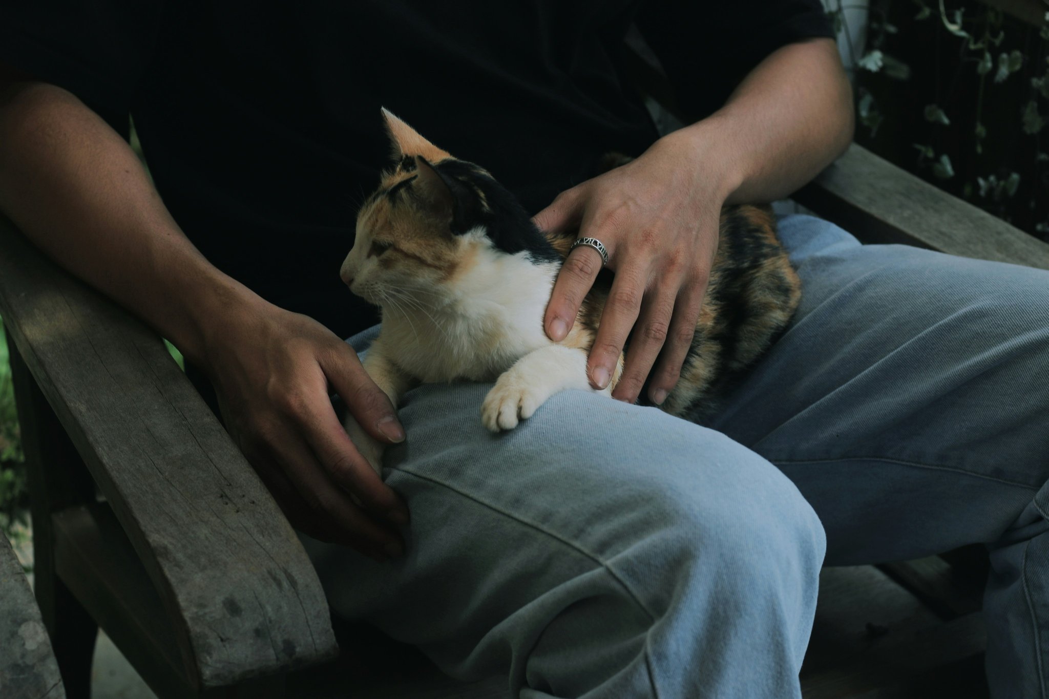 Mastering Hand Targeting Without Treats: The Ultimate Guide to Pet Training Success
