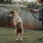 Mastering Object Discrimination Challenges: Unlocking Target Training for Your Pet