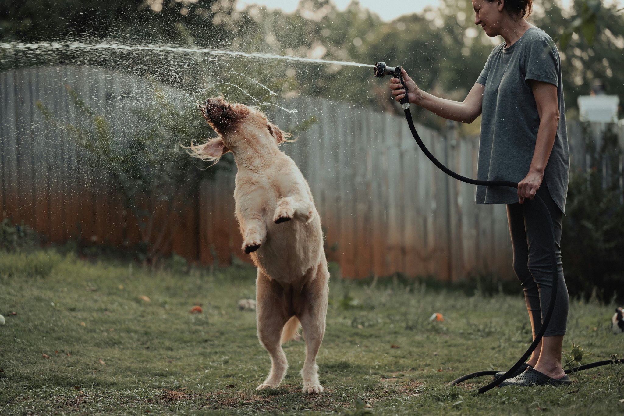 Mastering Object Discrimination Challenges: Unlocking Target Training for Your Pet