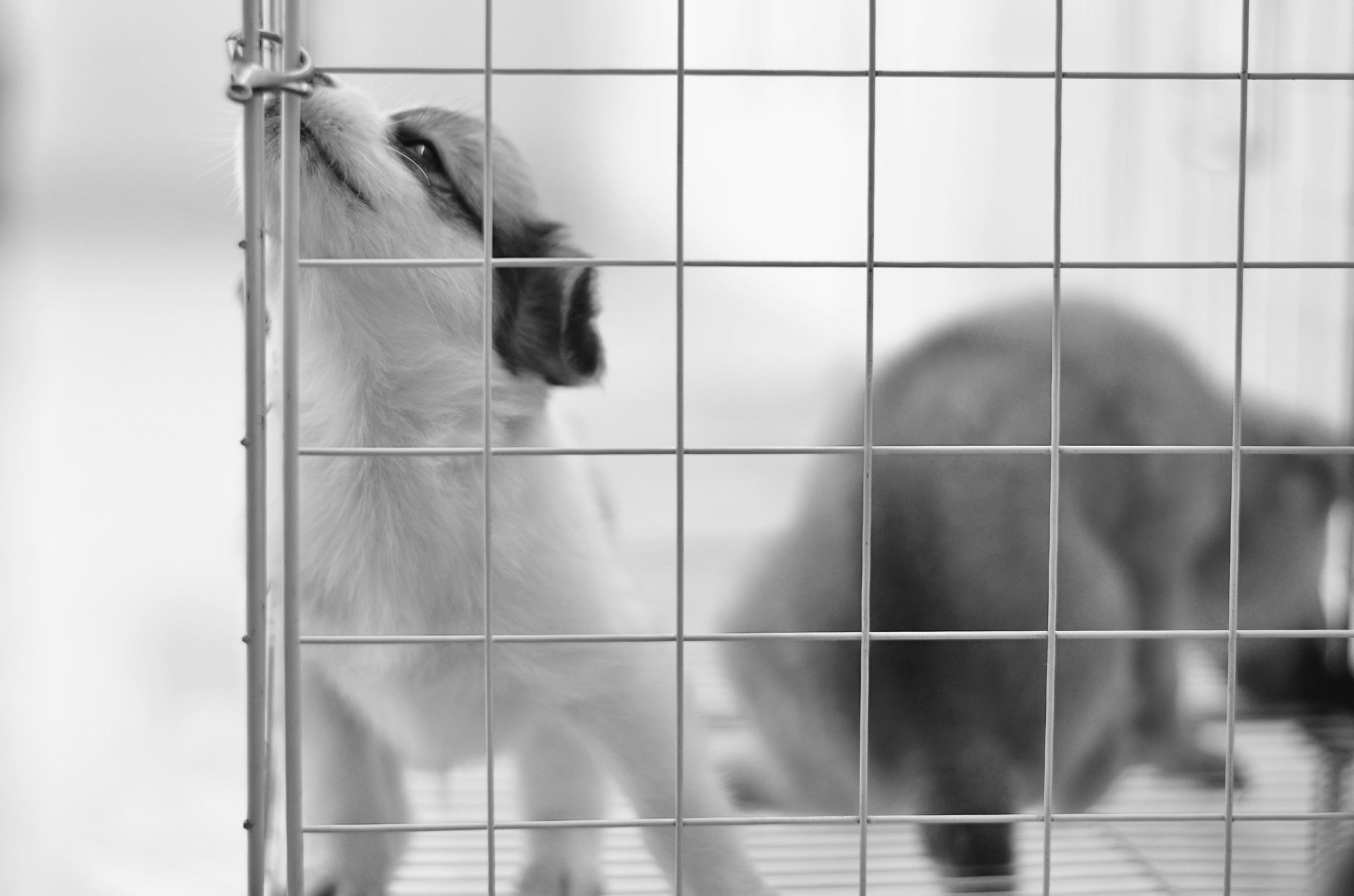 Puppy holding two different objects, emphasizing focus on only one