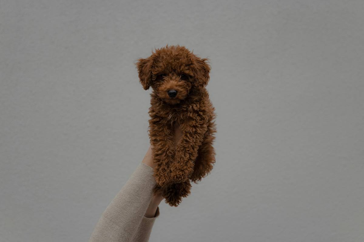 Two small dogs sitting politely near their owner's hand