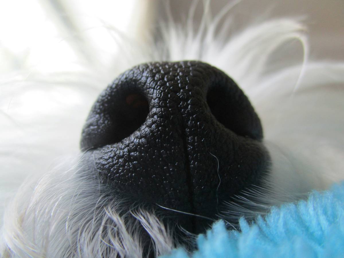 A border collie successfully identifying a bottle hidden under a cloth in a living room setting.