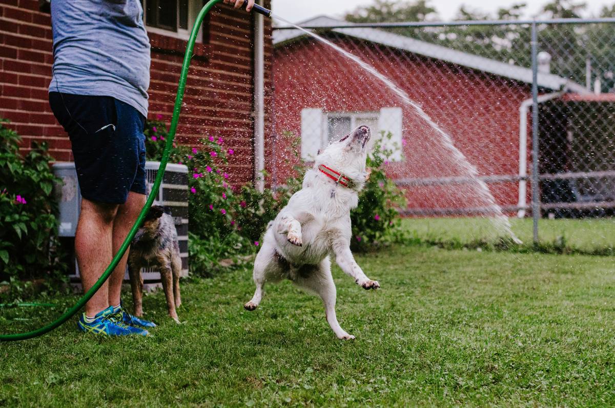A dog following a stick used as a target during training.