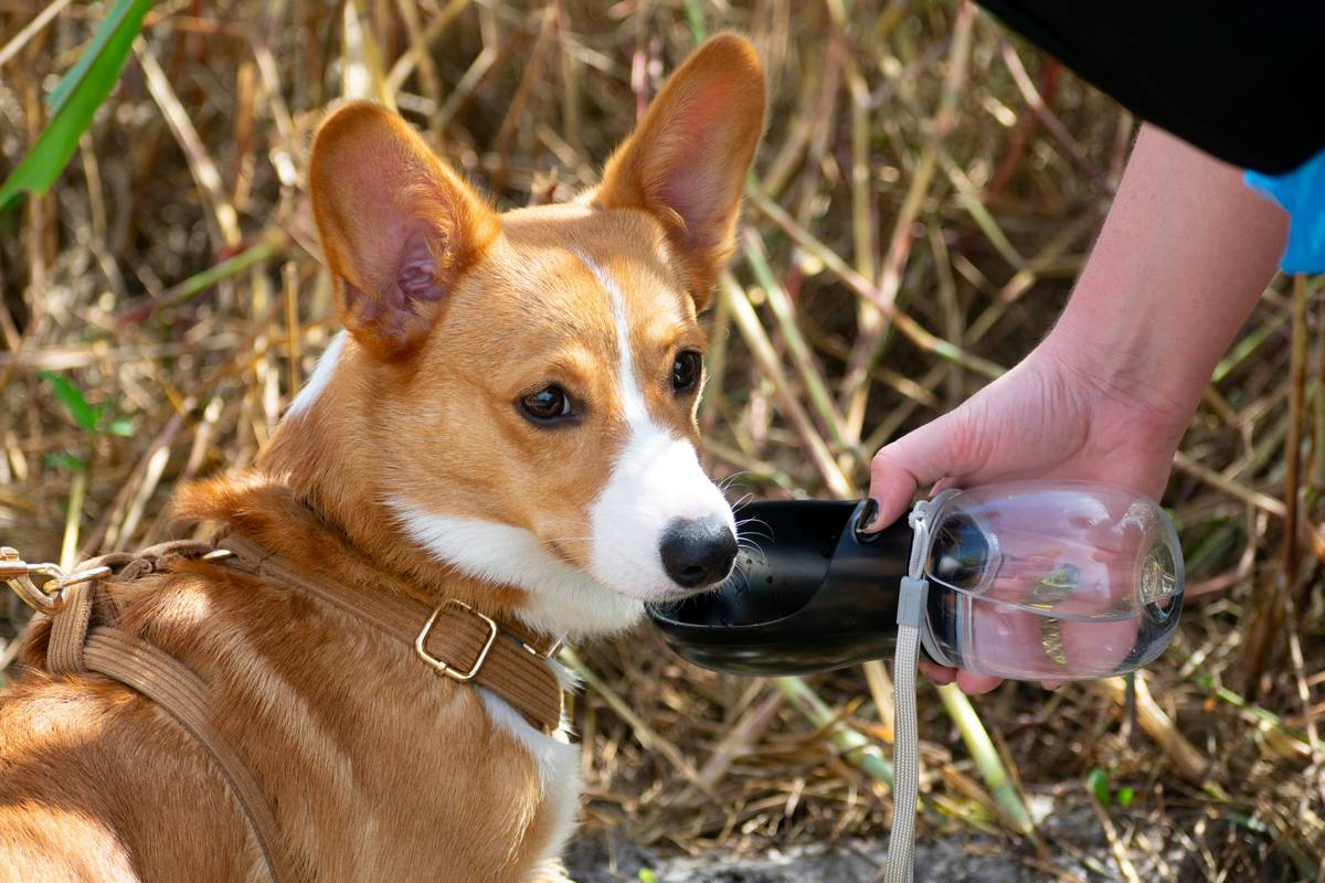 A dog touching its nose to a trainer's hand during target training.