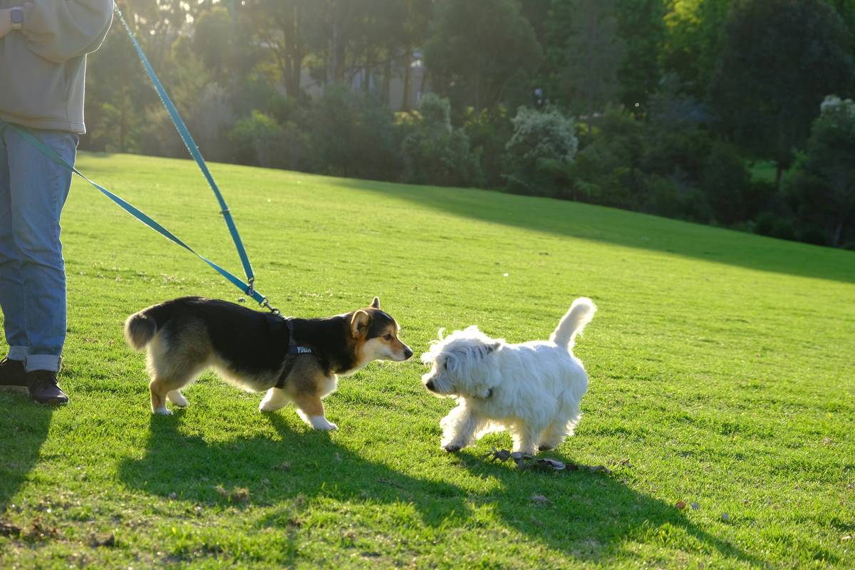 A frustrated owner trying to train their disobedient dog