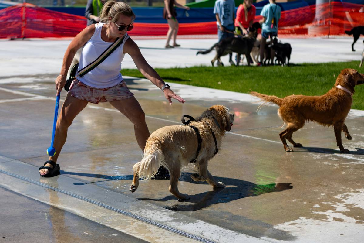 A golden retriever looking attentively at its owner's hand