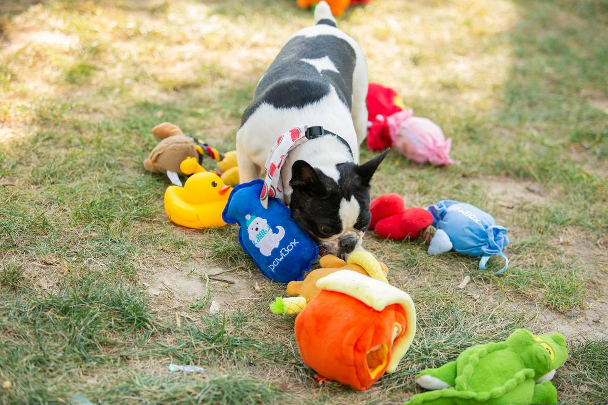 A happy terrier sitting next to its toys after a successful training session