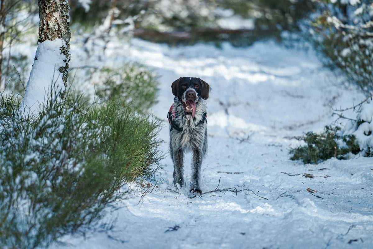 A hunting dog following a trainer's hand signal outdoors