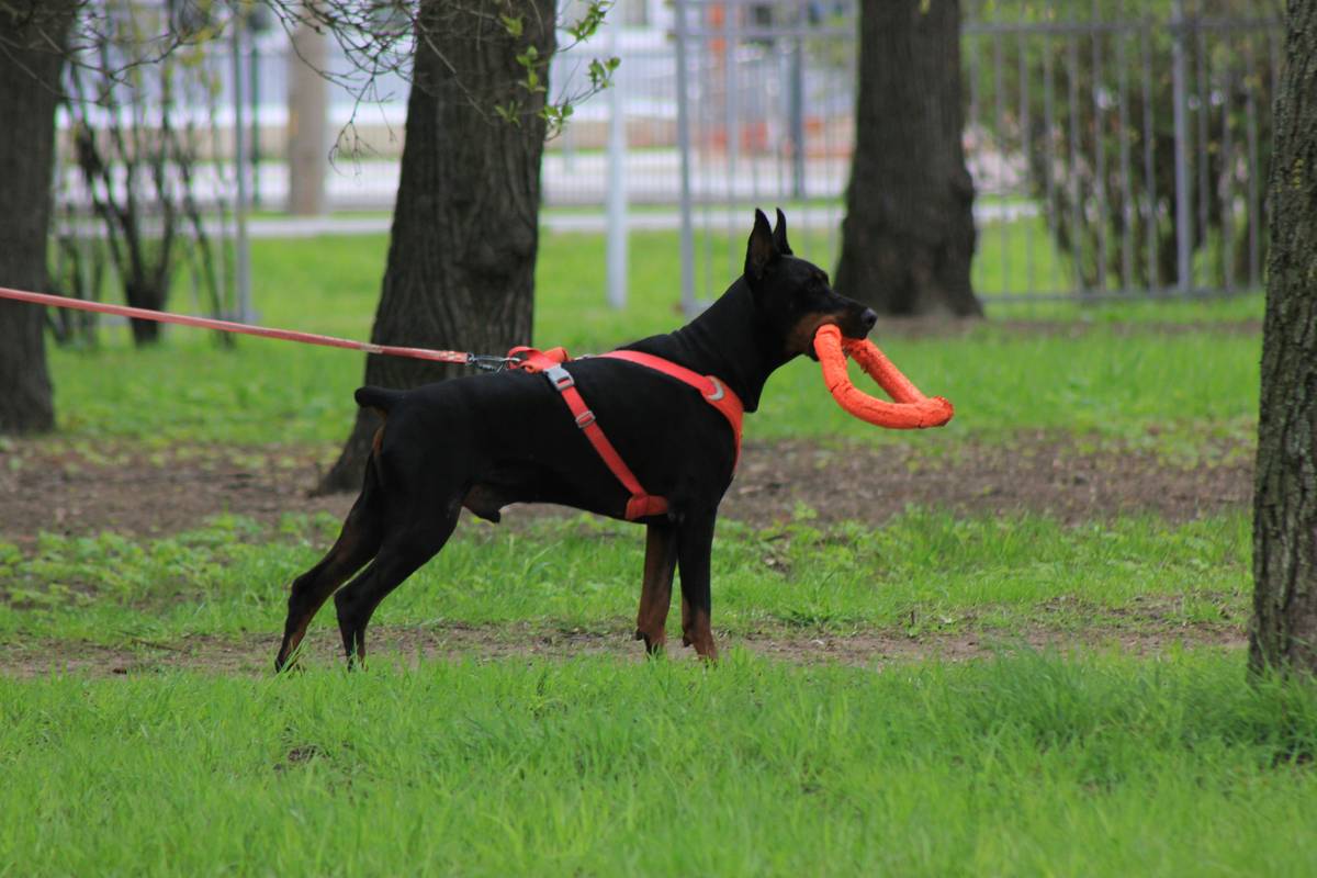 A hunting dog trained in object discrimination retrieves a specific decoy.
