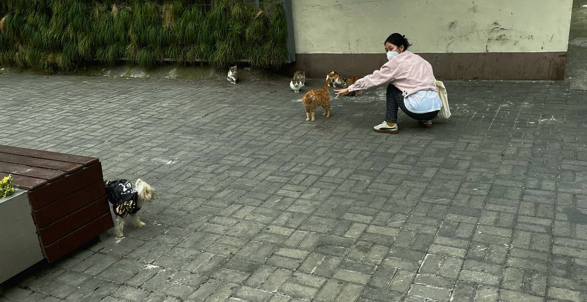 A person guiding a dog toward their hand with a treat nearby.