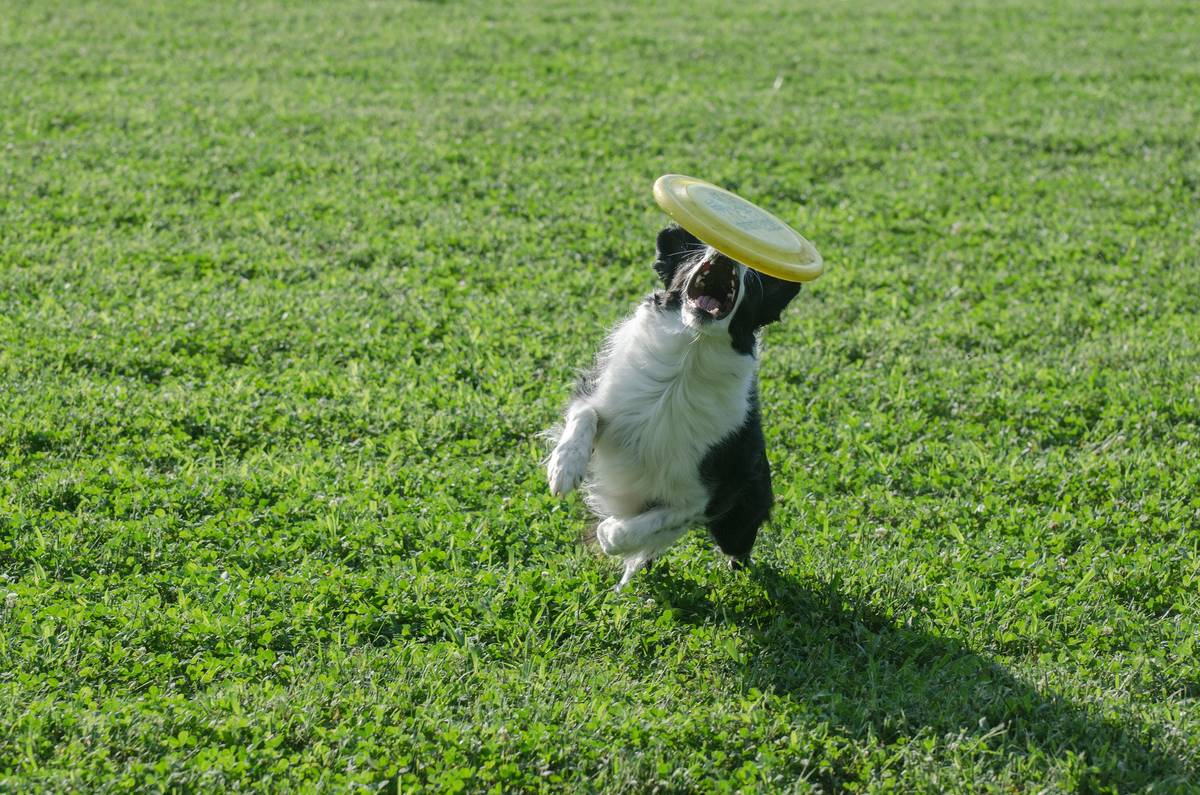 A terrier chewing on a sneaker
