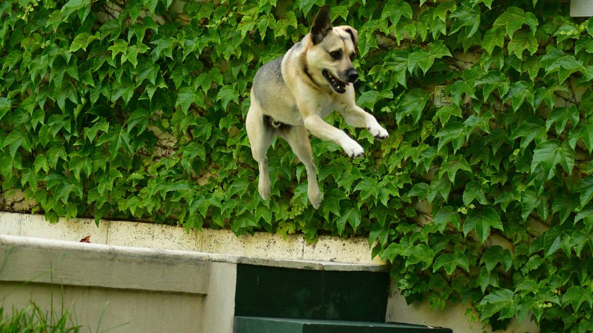 Bella the border collie performing an agility course.