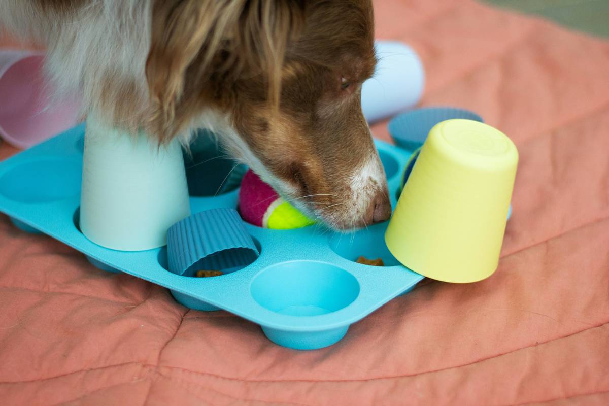 Close-up shot of treats used as rewards for a border collie during training.