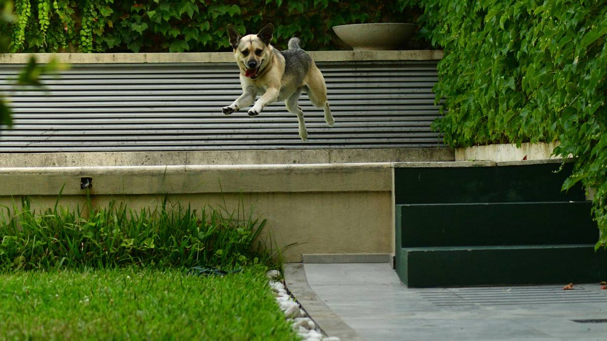 Motivation is key! Happy dog receiving a treat after successfully completing a trick.