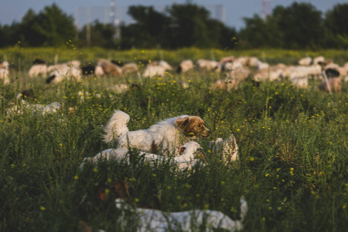 Herding dog touching its trainer's hand