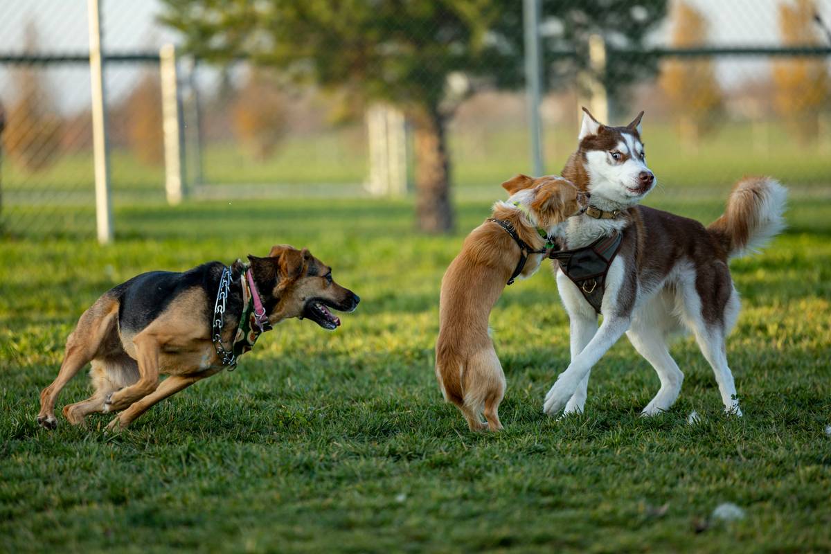 Mastering Dog Trick Consistency: The Secret to Target Training Success