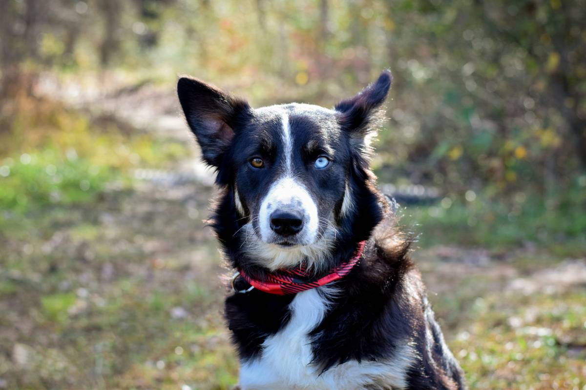 Mastering Hand Targeting for Herding Dogs: The Ultimate Guide