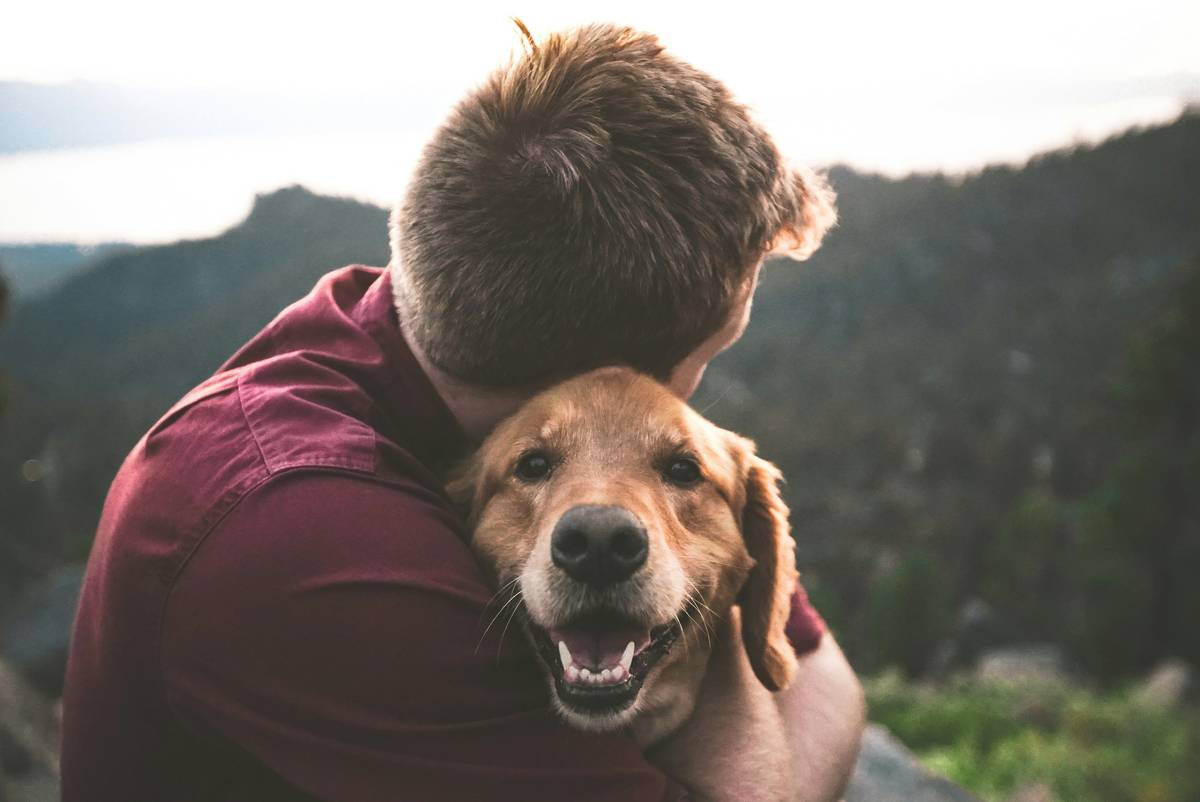 Mastering Hand Targeting for Terriers: The Ultimate Guide to Effortless Pet Training