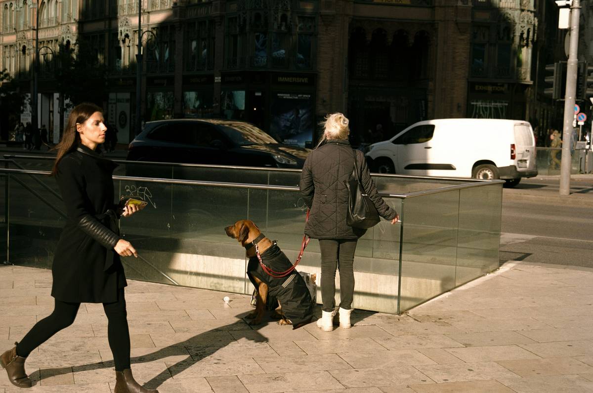 Mastering Object Discrimination for Guard Dogs: The Ultimate Guide to Target Training