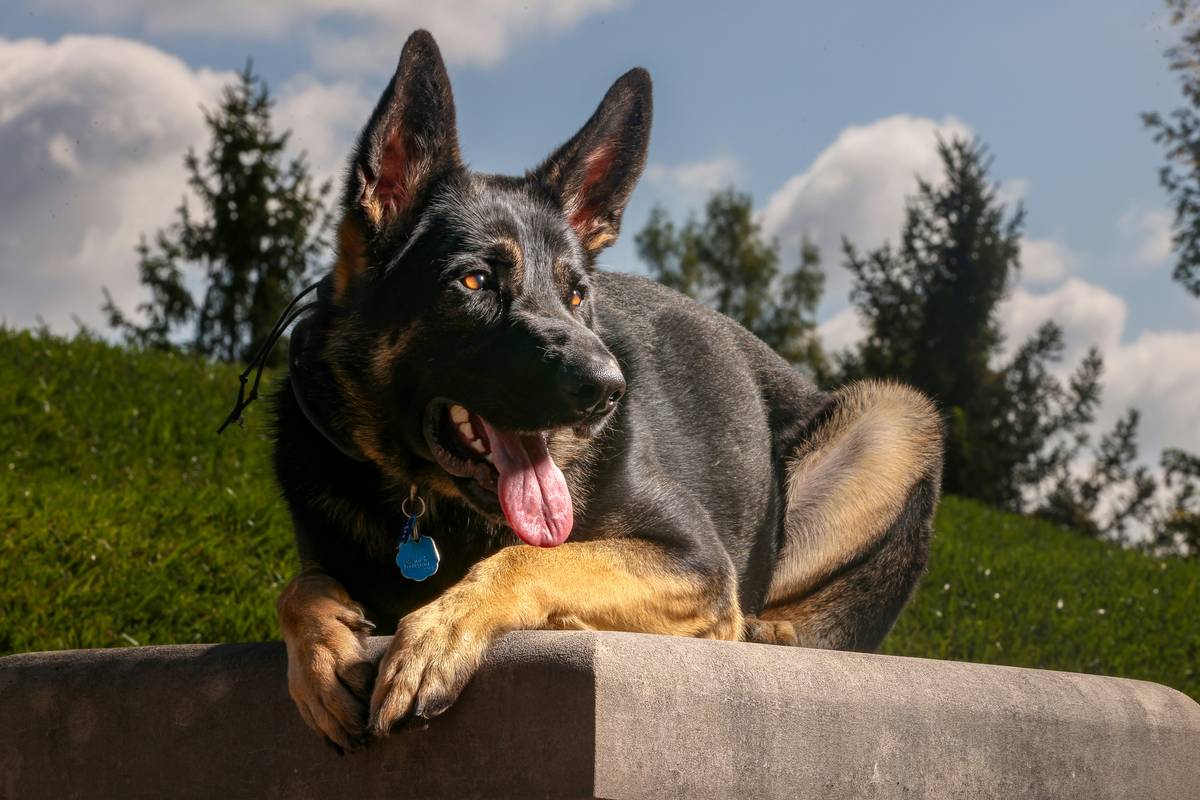 Mastering Object Discrimination for Herding: Your Guide to Smarter Pet Training