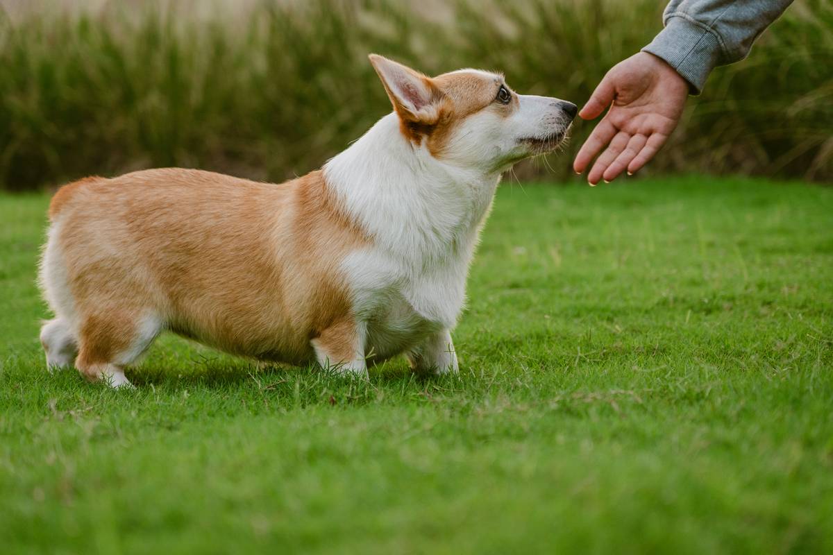 Mastering Object Discrimination for Hounds: The Ultimate Target Training Guide