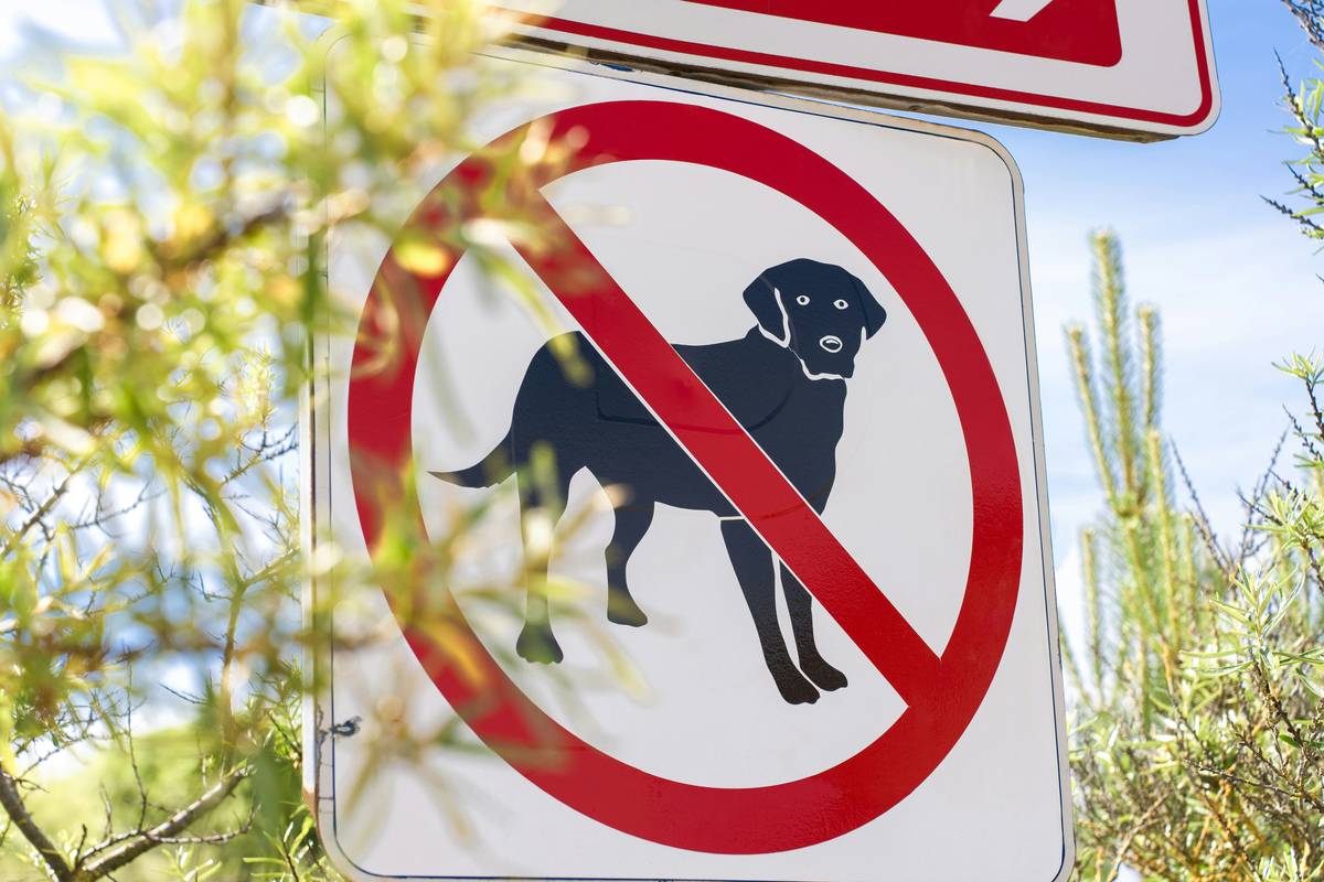 Mastering Object Discrimination for Scent Work: The Ultimate Guide to Target Training Your Pet