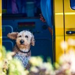 Mastering Object Discrimination for Service Dogs: The Ultimate Guide to Target Training
